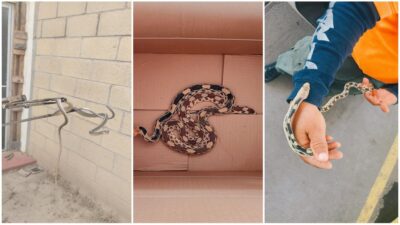 Serpientes Se Meten A Casas En San Luis Potosi