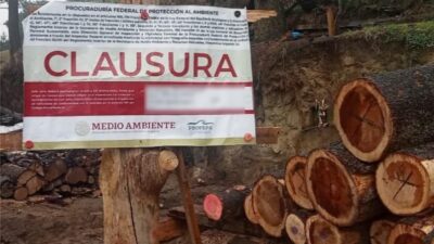 Lona de clausura de la Profepa en un árbol afuera de uno de los aserraderos clandestinos en el Ajusco, Tlalpan