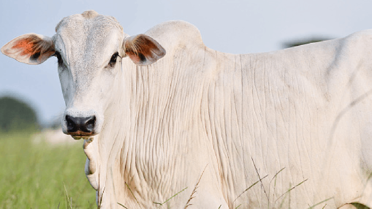 ¿Será sagrada? Una vaca Nelore rompe récord al venderse por 4.3 millones en Brasil