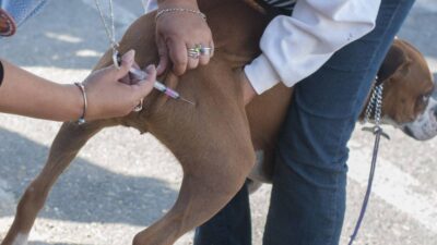 CDMX anuncia campaña de vacunación contra rabia para perros y gatos