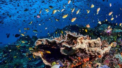 Canícula oceánica provocará muerte de especies marinas