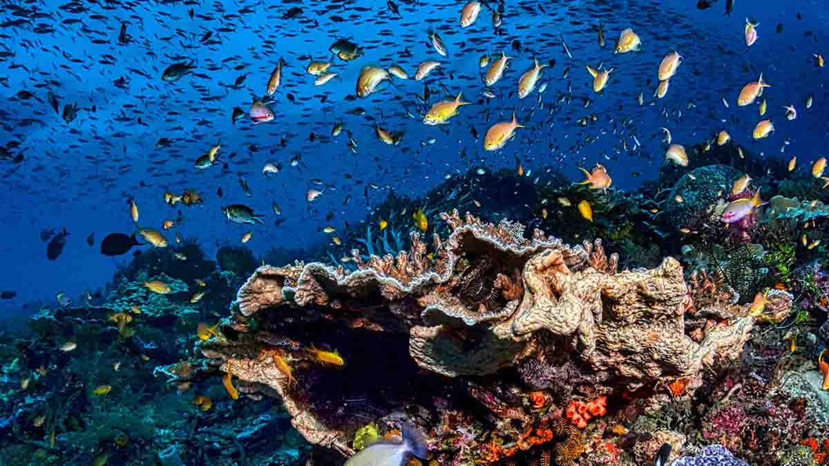 Canícula invisible provocará “mortalidad masiva” de especies marinas en océano Atlántico