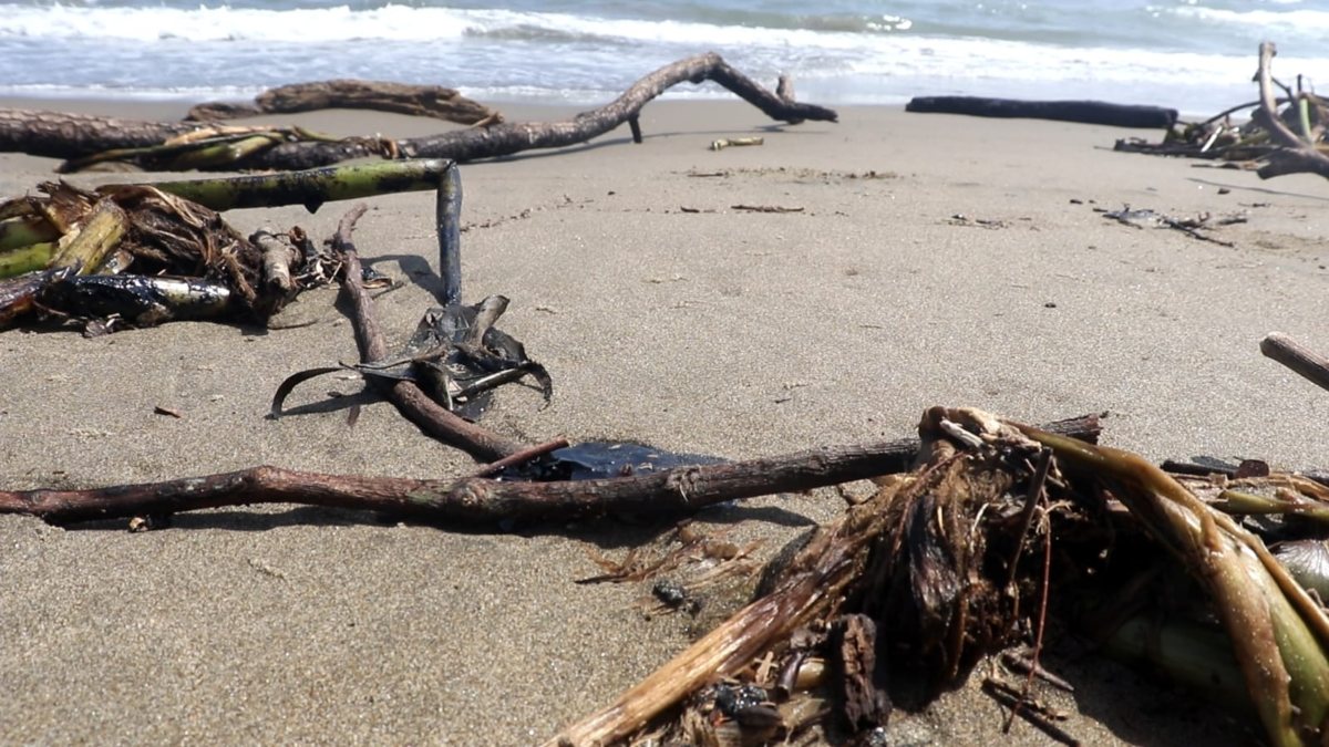 Aparecen manchas de petróleo en playas de Coatzacoalcos; hay una tortuga muerta