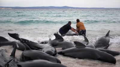 Dos hombres revisan las ballenas que quedaron varadas en una playa de Australia