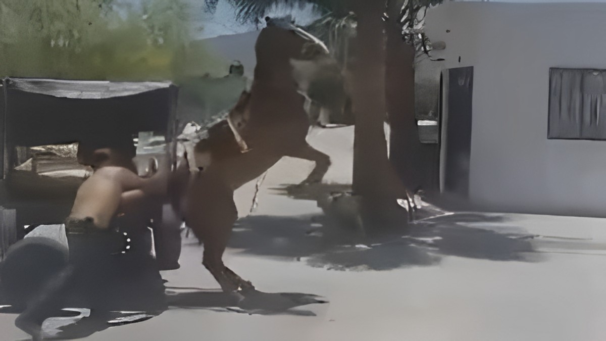 ¡Alto al maltrato animal! Exhiben en video a hombre que golpea a caballo en calles de Torreón
