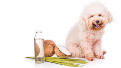 Beneficios del aceite de coco para perros y gatos