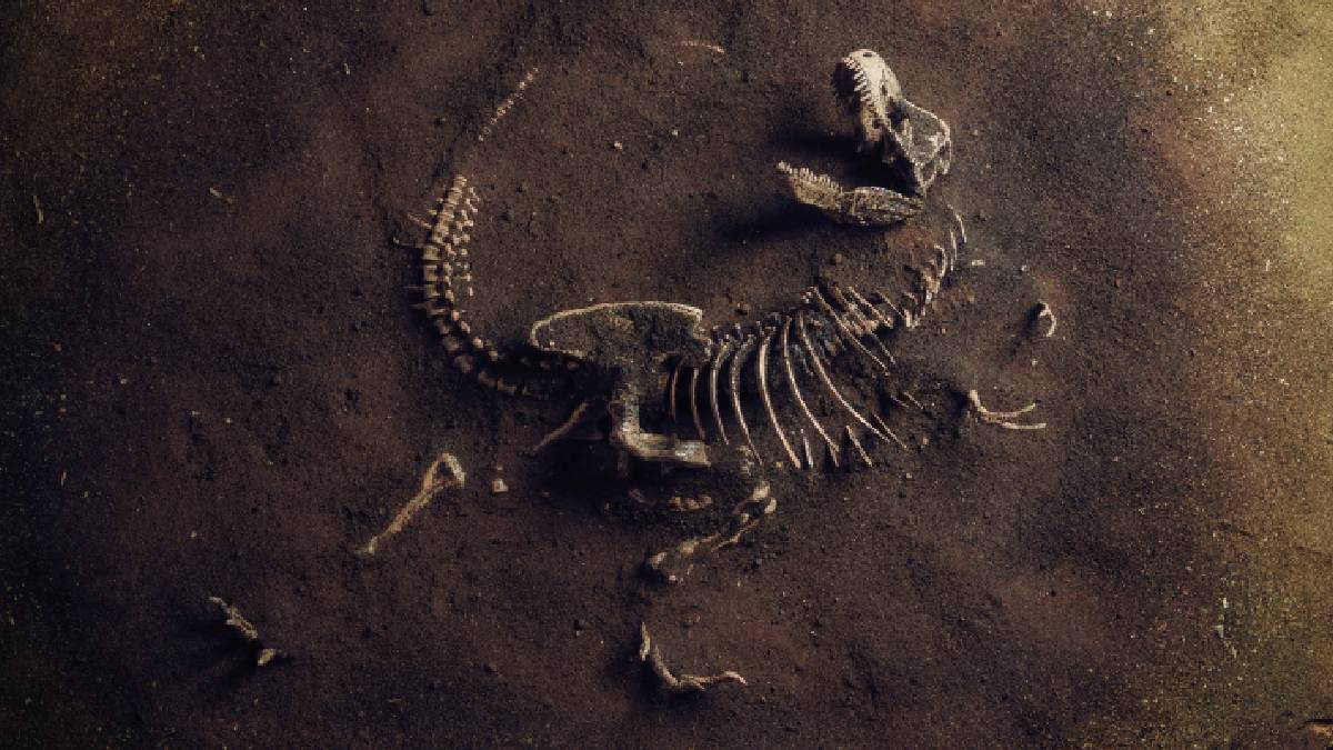 “Calvarius rapidus”, la nueva especie de dinosaurio descubierta por investigadores españoles  