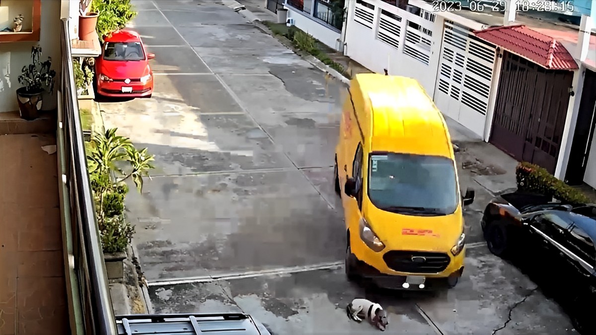 Indigna video: camión de DHL arrolla a perrito en Tuxpan, Veracruz