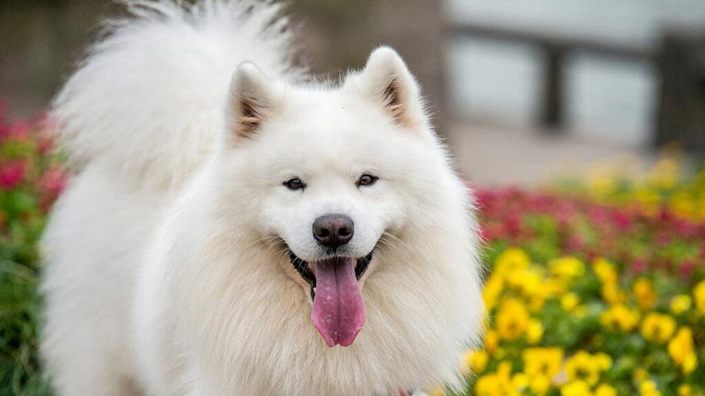 Samoyedo: cómo son, características y cuidados de esta raza de perro que siempre sonríe