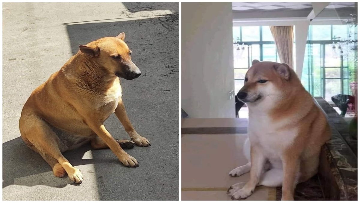 Del meme a la realidad: conoce a “Cheempe”, el perro mexicano que imita a “Cheems”