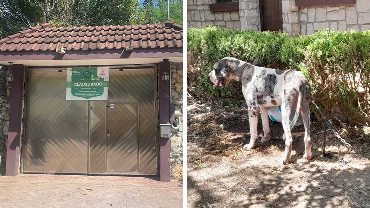 ¡Justicia! Clausuran escuela de adiestramiento canino en Monterrey donde murieron dos perros y maltrataron a Mayoneso