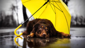 Cómo proteger a tu perrito durante la temporada de lluvias: ve 7consejos prácticos