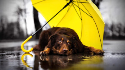 Cómo afecta la lluvia a tu perro y qué enfermedades le puede provocar