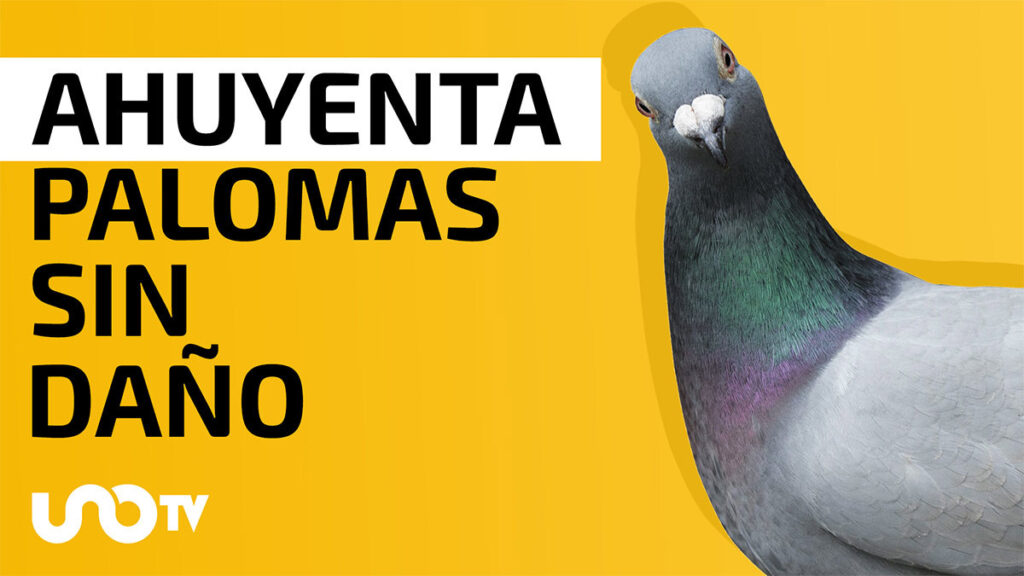 Cómo alejar a las palomas sin lastimarlas