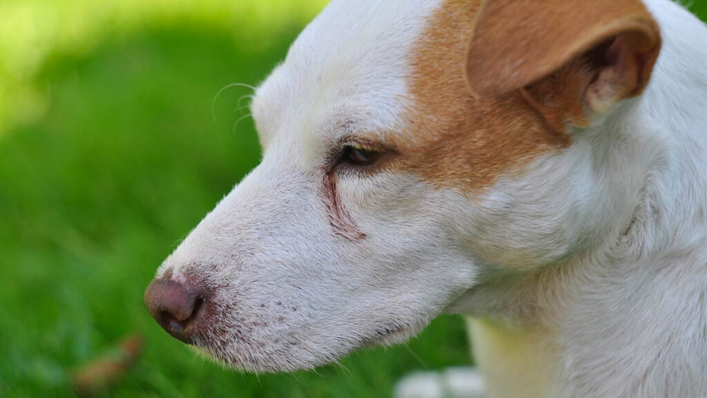 Cómo quitar las manchas de lágrimas en tus perros