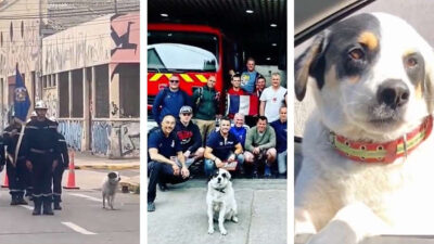 Copón: conoce la historia del perro bombero de Chile