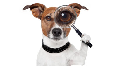 Detective de mascotas profesión