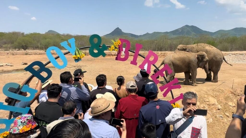 En Culiacán, elefantes Bireki y Big Boy se casan en Ostok Sanctuary
