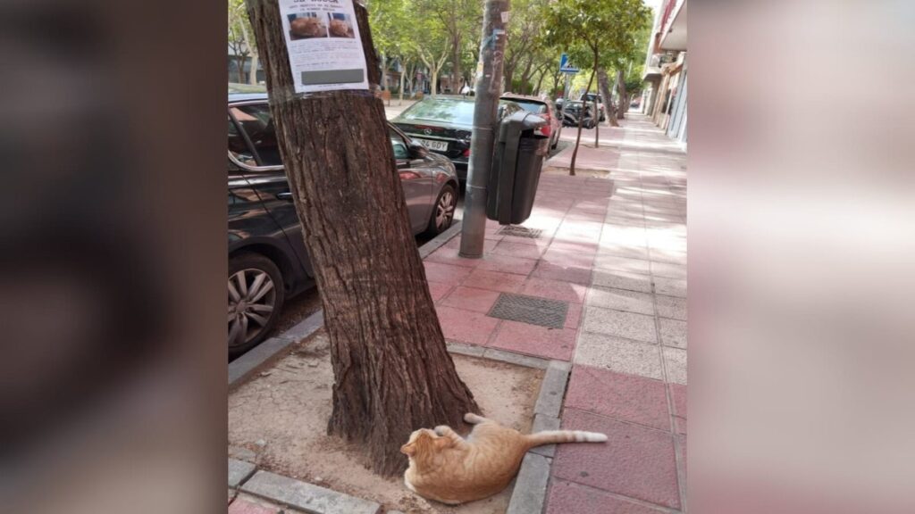 Gato Junto A Su Cartel De Busqueda