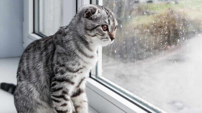 ¿Por qué mi gato sabe cuándo va a llover?