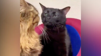 Gato negro inunda las redes con memes por su mirada fija y juzgadora