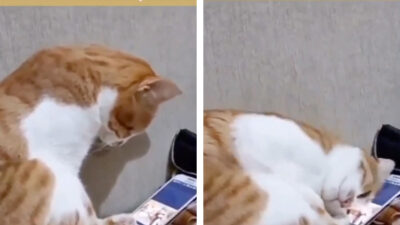 Conmovedora reacción de un gato al ver un video de su dueño fallecido