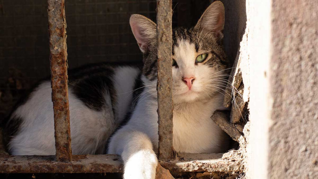 Cárcel de Indiana da gatos a reclusos para readaptación social