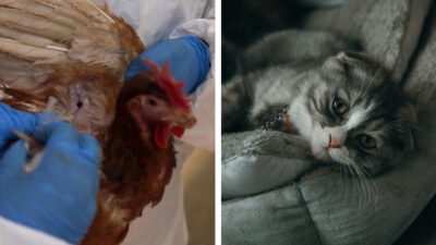 Gatos de Polonia con gripe aviar, según la OMS