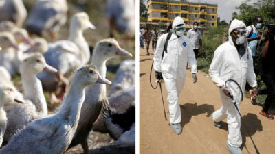 Los brotes de gripe aviar si son riesgo para humanos