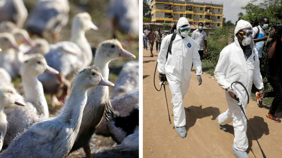 Brotes de influenza aviar en animales representan un riesgo para los humanos, según la OMS