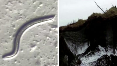 Gusanos nematodos reviven tras 46 mil años congelados