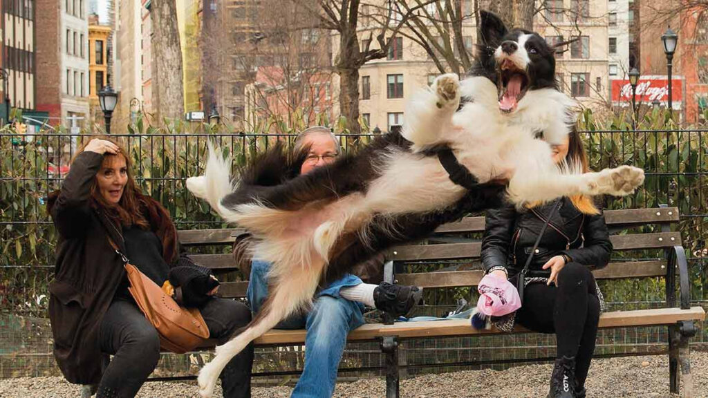 Comedy Pet Photo Awards: Las fotos de mascotas más divertidas del año