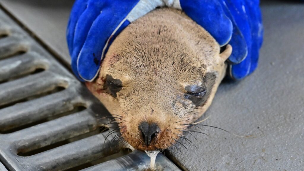 Intoxicación sin precedentes de animales marinos en California