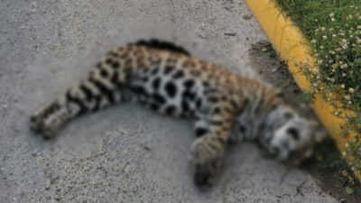 Jaguar atropellado en Quintana Roo