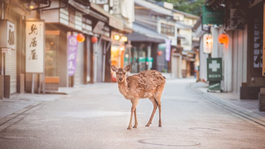 Ciervos y humanos se protegen de aguacero en Japón