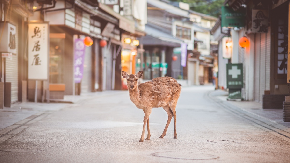 Amigable avistamiento en Japón: ciervos y humanos se protegen de aguacero