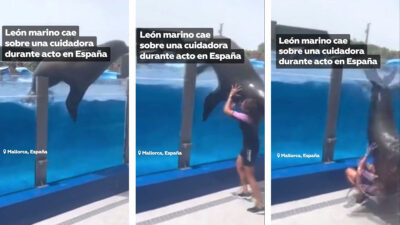 Casi la aplasta: león marino de 150 kilos cae sobre entrenadora durante un show en acuario de España