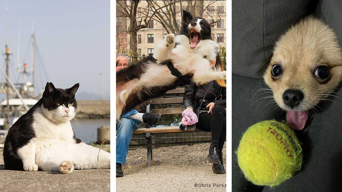 Comedy Pet Photo Awards Las fotos de mascotas más divertidas del año