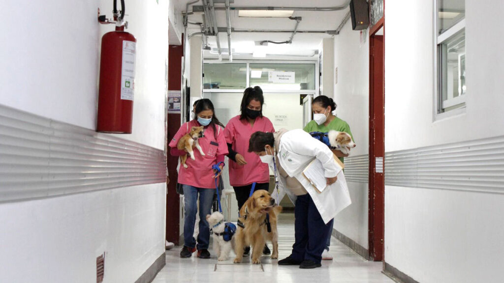 perros-dogtores-el-escuadron-canino-de-terapia-del-hospital-pediatrico-de-coyoacan