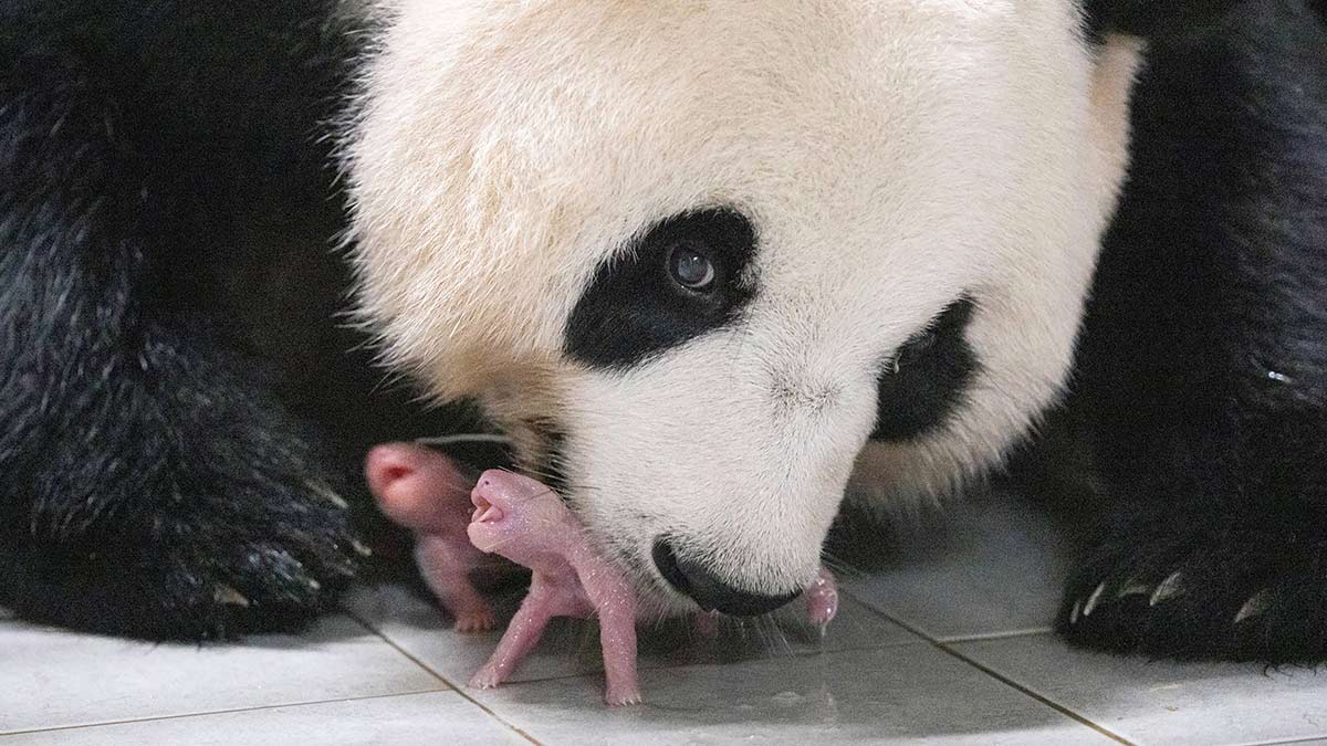 Nacen los primeros pandas gigantes gemelos en Corea del Sur; así lucen