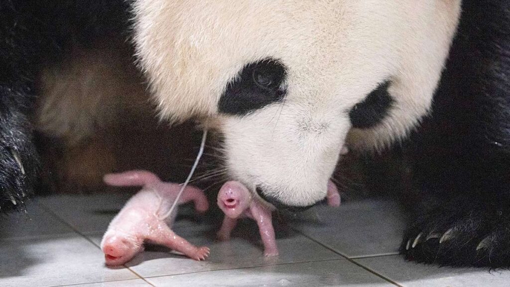 pandas corea del sur