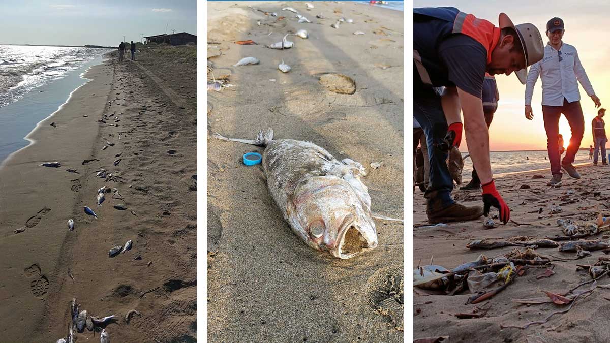 Miles de peces aparecen muertos en playa de Sinaloa