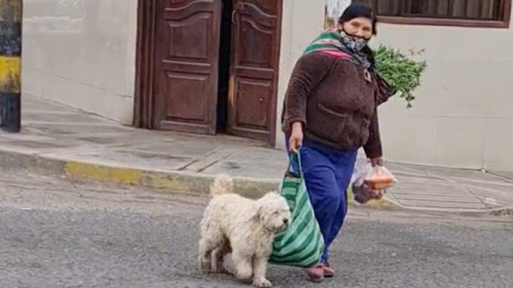 Perrito ayuda dueña cargar