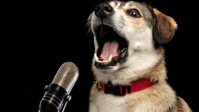 Perrito frente a un micrófono