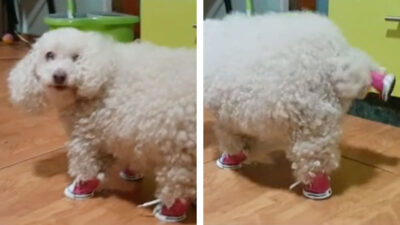 Perrito estrena zapatos y su forma de caminar es lo más gracioso que veras hoy