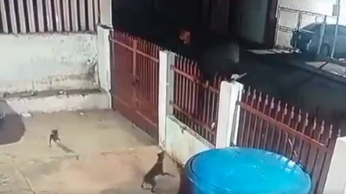 Increíble acto de valentía: Tres “feroces perritos” ahuyentan a ladrón que robaba casa en Venezuela