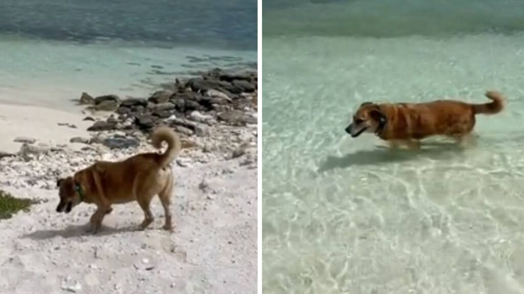 Perro Ciego Y Sordo Lleva A Turistas Que Alquilan Casa En Airbnb A La Playa