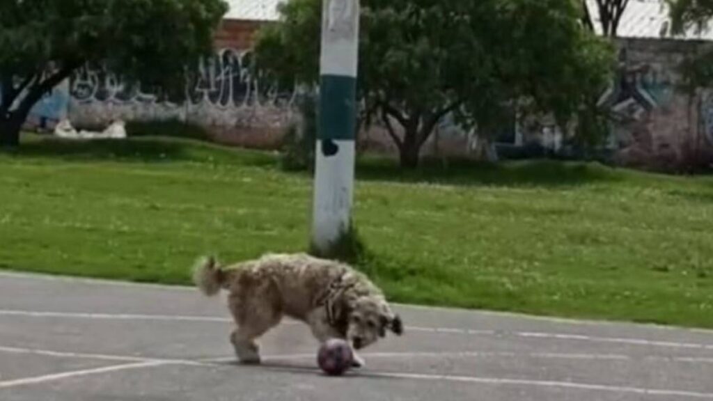 Perro sorprende al parar penales en partido de futbol