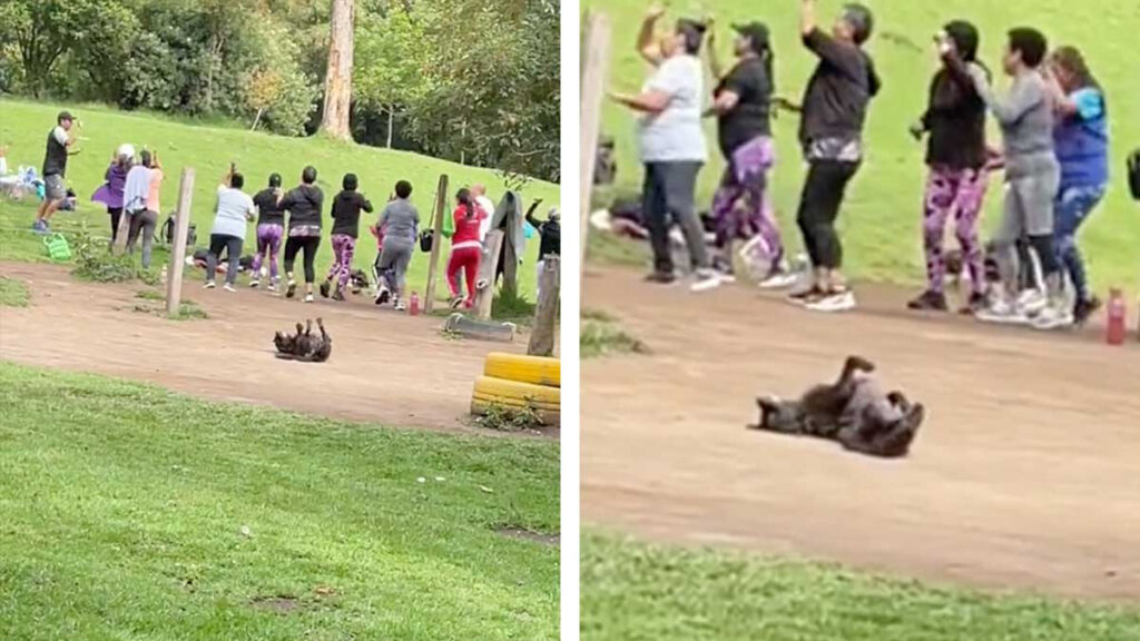 Perro es captado “haciendo Zumba” y se viraliza en TikTok