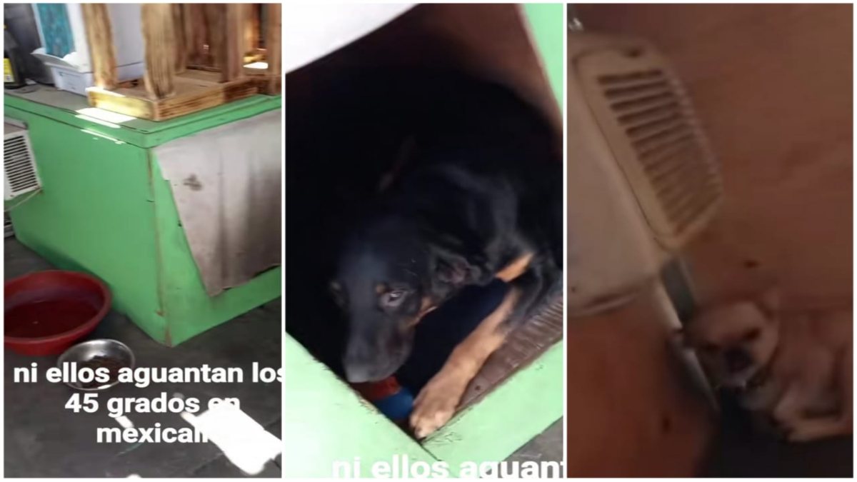 ¡Qué agusticidad! Perros de Mexicali tienen aire acondicionado para soportar el calor